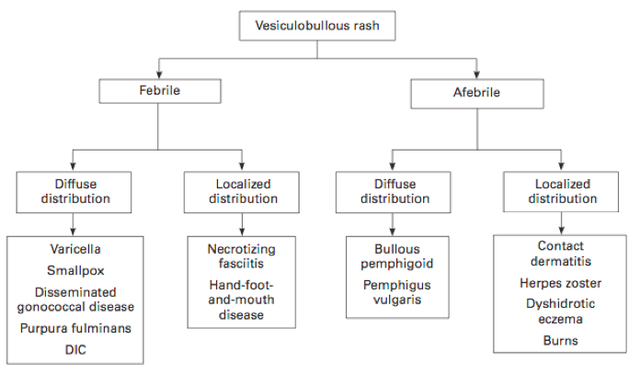 Vesiculobullous rash workup pathway